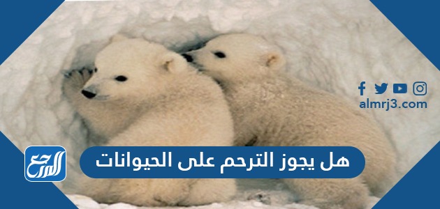 هل يجوز الترحم على الحيوانات