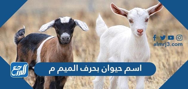 اسم حيوان بحرف الميم م