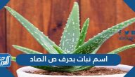 اسم نبات بحرف ص الصاد