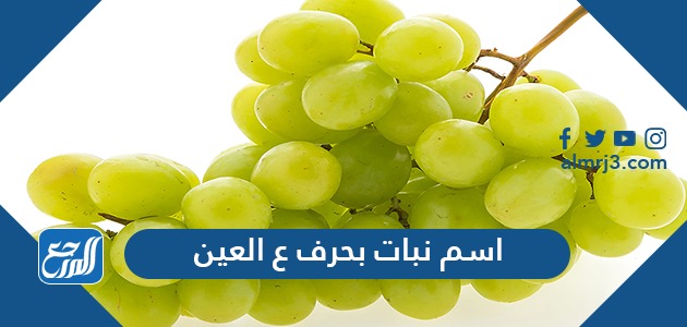 اسم نبات بحرف ع العين