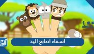 اسماء اصابع اليد ومعانيها بالعربية والانجليزية مع الصور