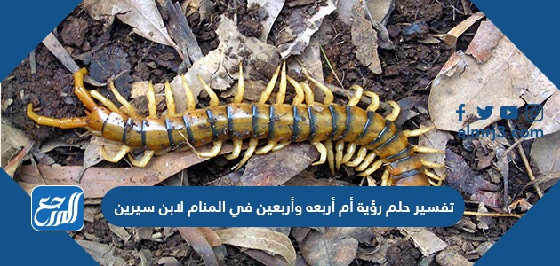 تفسير حلم رؤية أم أربعه وأربعين في المنام لابن سيرين