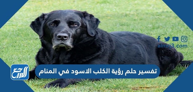 تفسير حلم رؤية الكلب الأسود في المنام