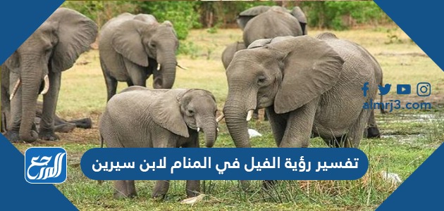 تفسير رؤية الفيل في المنام لابن سيرين