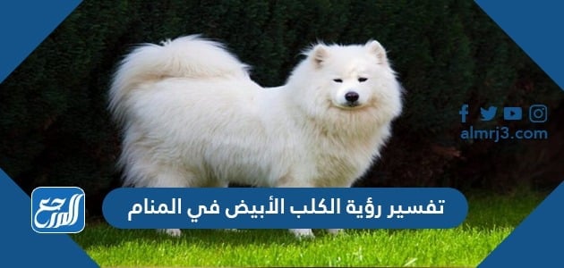 تفسير رؤية الكلب الأبيض في المنام