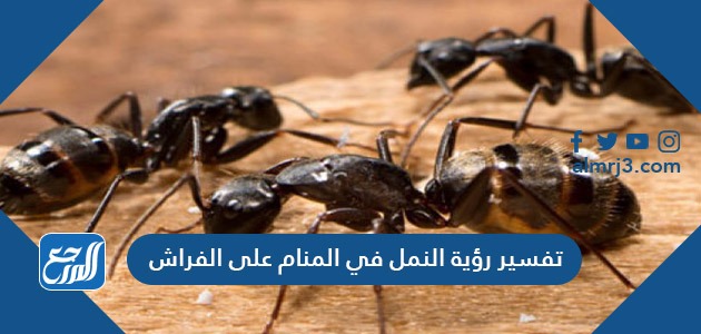 تفسير رؤية النمل في المنام على الفراش