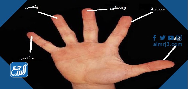 صور اسماء اصابع اليد