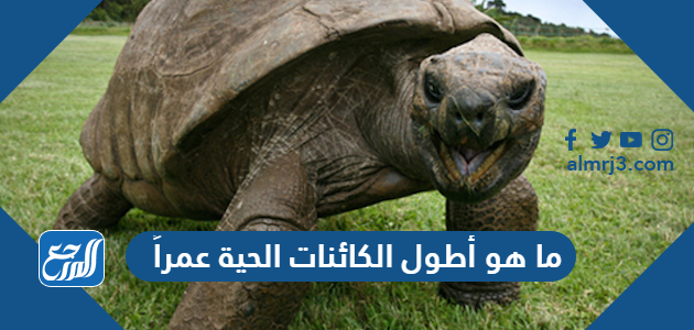 ما هو أطول الكائنات الحية عمراً