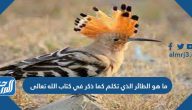 ما هو الطائر الذي تكلم كما ذكر في كتاب الله تعالى