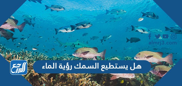 هل يستطيع السمك رؤية الماء