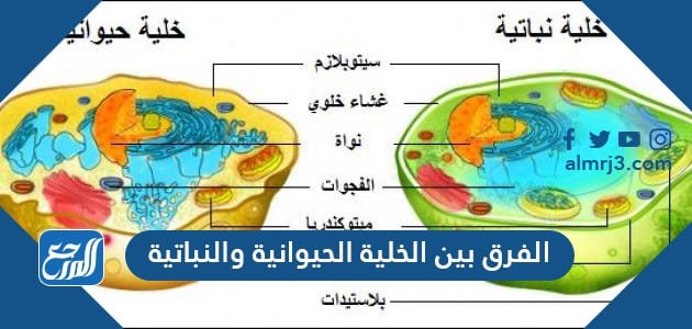 الفرق بين الخلية الحيوانية والنباتية موقع المرجع