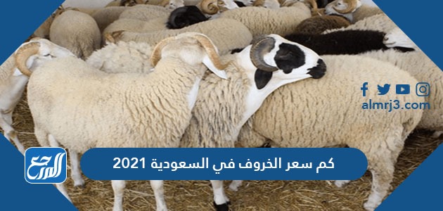 كم سعر الخروف في السعودية 2021 موقع المرجع