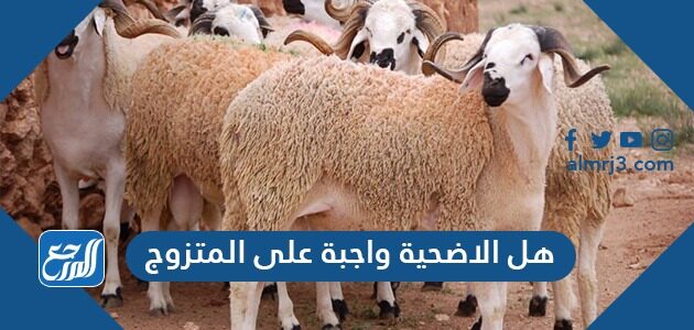 هل الاضحية واجبة على المتزوج موقع المرجع