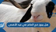 هل يجوز ذبح الماعز في عيد الأضحى