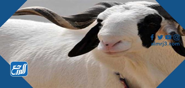 آخر موعد لقص الأظافر للمضحي السعودية