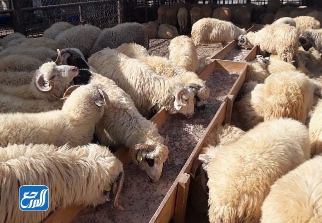 أسعار الخروف الروماني