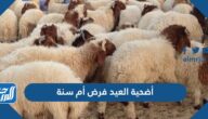 أضحية العيد فرض أم سنة