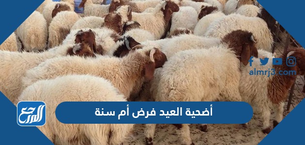 أضحية العيد فرض أم سنة