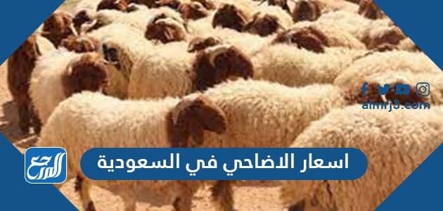 اسعار الاضاحي في السعودية وطريقة حجز الأضحية