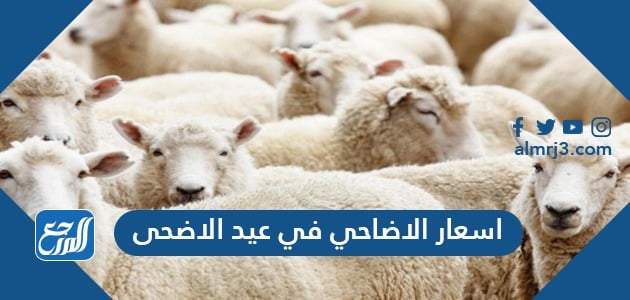 اسعار الاضاحي في عيد الاضحى 2021 السعودية