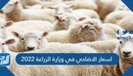 اسعار الاضاحي في وزارة الزراعة 2022