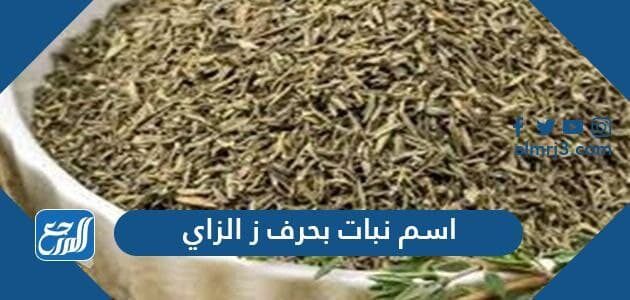 اسم نبات بحرف ز الزاي