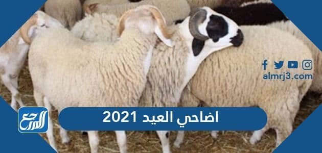 اضاحي العيد 2021 في السعودية ، الأسعار وأماكن البيع 1442