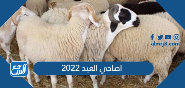 اضاحي العيد 2022