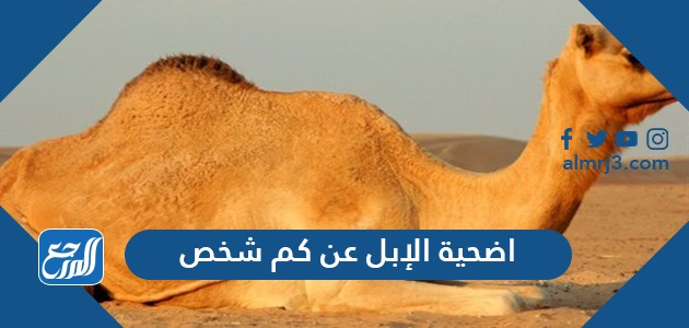 اضحية الإبل عن كم شخص