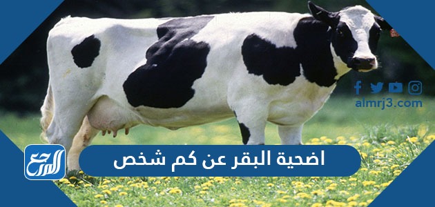 اضحية البقر عن كم شخص