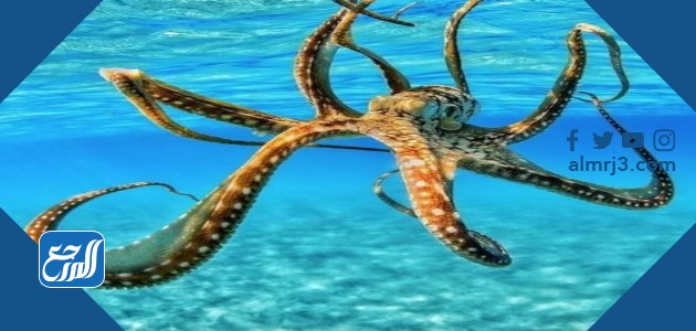 الأخطبوط كم له قلب