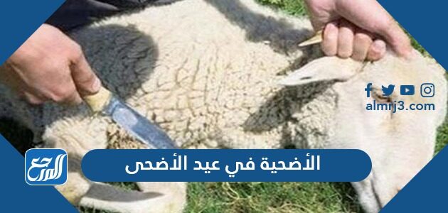 الأضحية في عيد الأضحى ، حكمها شروطها ووقتها