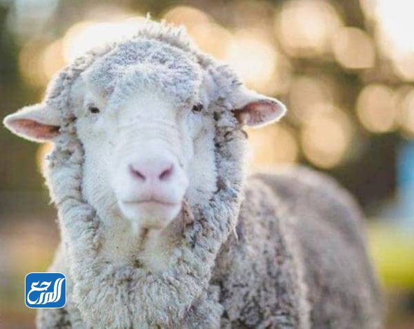 أسعار الخروف الاسترالي