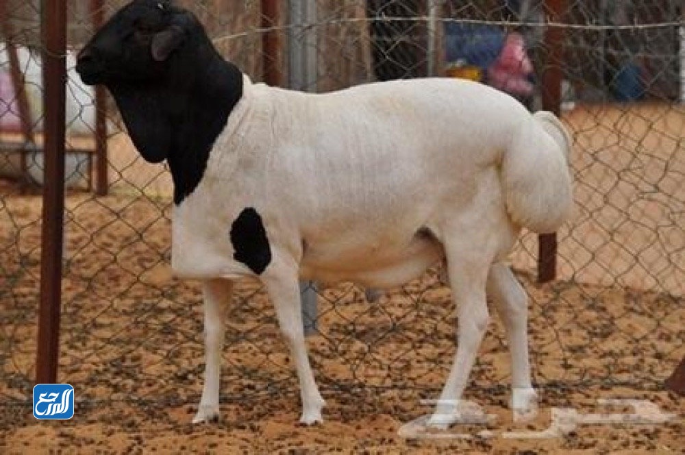 أسعار الخروف البربري