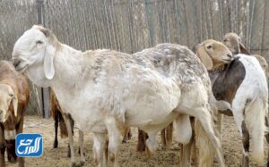 أسعار الخروف السوكاني