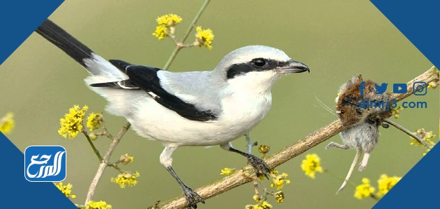 الصرد أبيض الخوذة أو الرأس Prionops plumatus