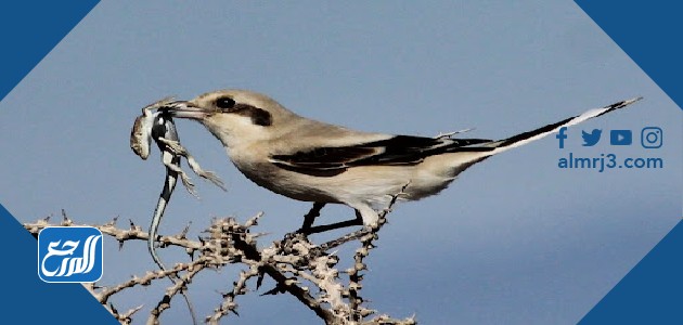 الصرد الرمادي الكبير