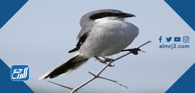 الصرد كبير الرأس Lanius ludovicianus