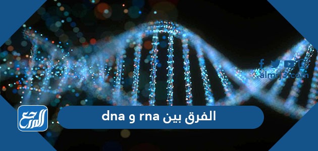 الفرق بين dna و rna 