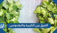 الفرق بين الكزبرة والبقدونس