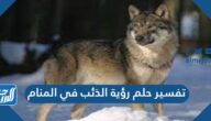 تفسير حلم رؤية الذئب في المنام للمتزوجة والعزباء والحامل