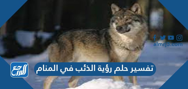 تفسير حلم رؤية الذئب في المنام