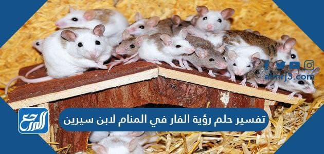 تفسير حلم رؤية الفار في المنام لابن سيرين