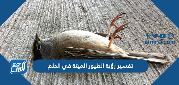 تفسير رؤية الطيور الميتة في الحلم