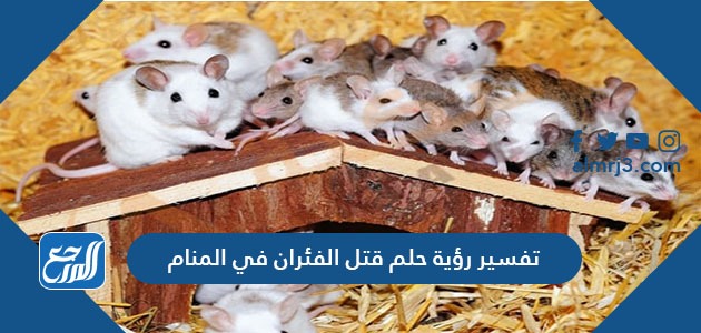 تفسير رؤية حلم قتل الفئران في المنام