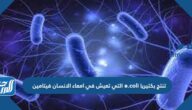 تنتج بكتيريا e.coli التي تعيش في أمعاء الإنسان فيتامين