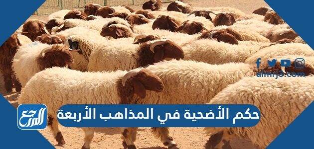 حكم الأضحية في المذاهب الأربعة