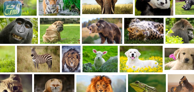 خصائص الحيوانات