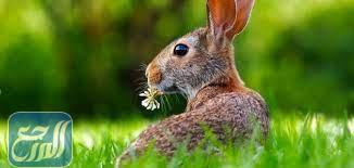 خصائص الحيوانات