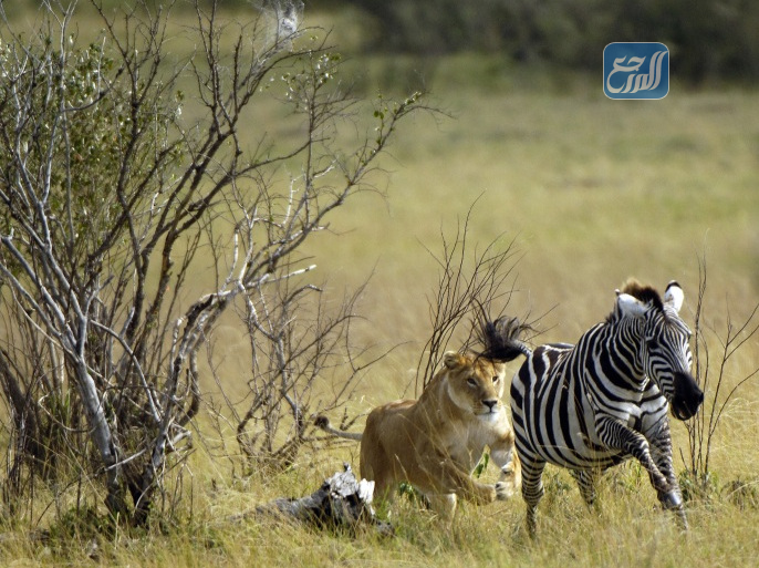 خصائص الحيوانات